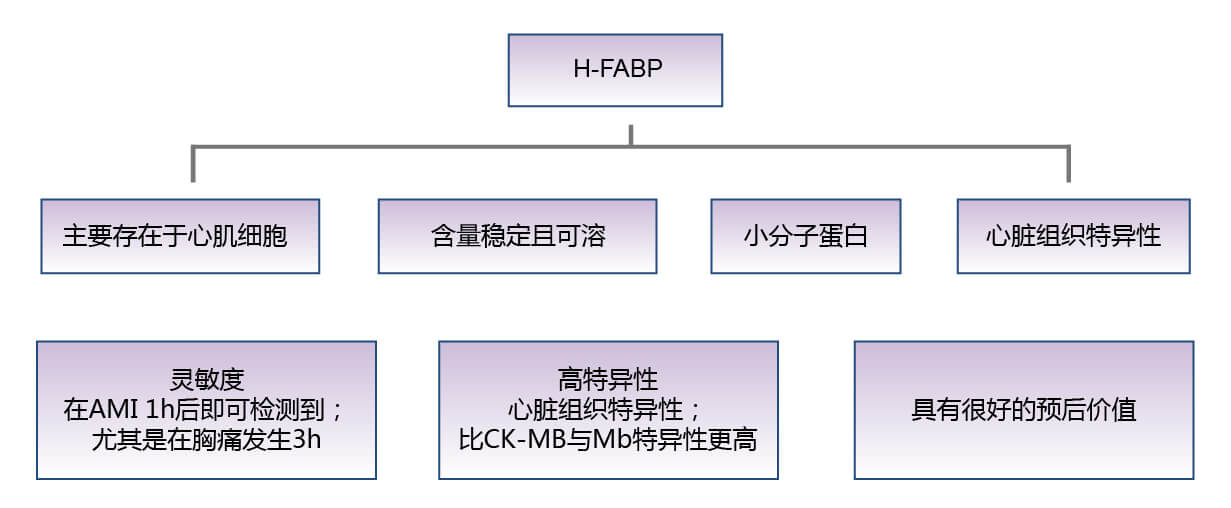 心臟型脂肪酸結合蛋白(H-FABP)的生物學功能 心臟型脂肪酸結合蛋白(H-FABP)的生物學功能